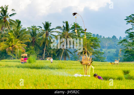 Bali, Indonésie - Mai 6, 2017 : balinais non identifiés des femmes habillées en costumes traditionnels s'acquitter des cérémonies religieuses et des offrandes aux dieux pour Banque D'Images