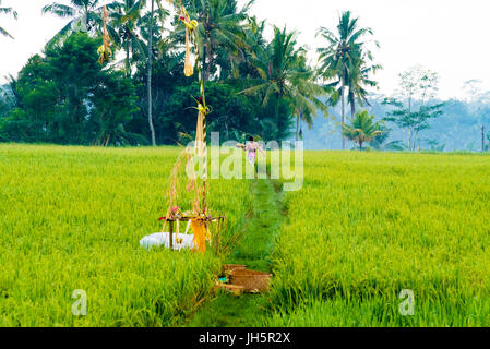 Bali, Indonésie - 6 mai, 2017 non identifié : femme balinais en costume traditionnel s'acquitter des cérémonies religieuses et des offrandes aux dieux pour Banque D'Images