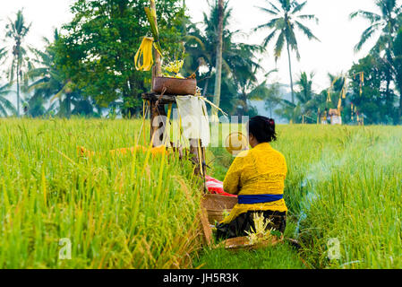 Bali, Indonésie - 6 mai, 2017 non identifié : femme balinais en costume traditionnel s'acquitter des cérémonies religieuses et des offrandes aux dieux pour Banque D'Images