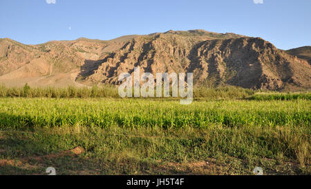 De plus en plus de maïs près de la vallée des Aït Bouguemez à agouti, appelée la vallée du bonheur (Tadla-Azilal, Haut Atlas, Maroc) Banque D'Images