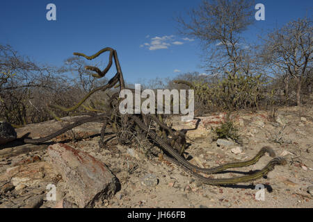 Xique-xique, Cactus, Opuntia stricta ; 2017 Cacto, Caatinga, Boa Vista, Paraíba, Brésil Banque D'Images