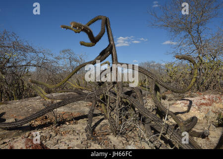 Xique-xique, Cactus, Opuntia stricta ; 2017 Cacto, Caatinga, Boa Vista, Paraíba, Brésil Banque D'Images