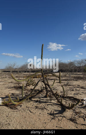 Xique-xique, cactus, Macambira, 2017, Caatinga, Boa Vista, Paraíba, Brésil Banque D'Images