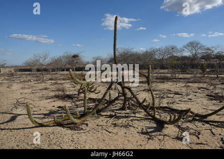 Xique-xique, cactus, Macambira, 2017, Caatinga, Boa Vista, Paraíba, Brésil Banque D'Images