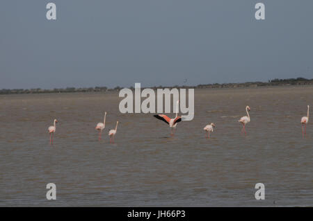 Les oiseaux, flamants roses, lac, étang de Vaccarès, 2017, Saint Marie de la mer, Camargue, France Banque D'Images