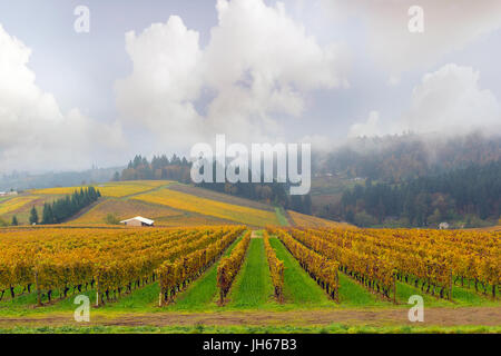 Oregon Dundee Winery Vineyard en automne pendant un matin brumeux Banque D'Images