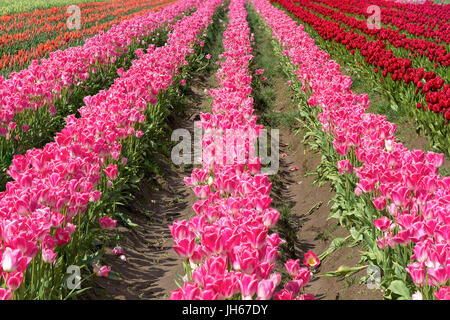 Les lignes colorées de tulipes en fleurs à caisson en bois Tulip Festival à Woodburn Oregon Banque D'Images