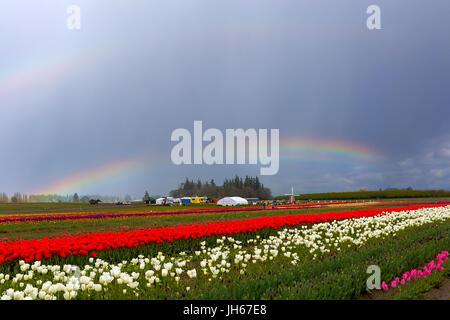 Les arcs-en-ciel plus de champs de tulipes au Festival des tulipes de sabots de bois dans la région de Woodburn Oregon Banque D'Images