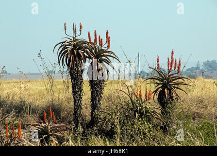 La floraison des plantes d'aloès dans paysage sec de l'hiver contre le ciel bleu en Afrique du Sud Banque D'Images