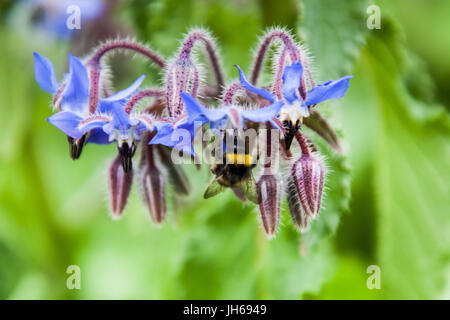 Vue d'été de Borago officinalis en pleine floraison. Cette plante a été cultivée dans le nord de l'Ecosse. Banque D'Images