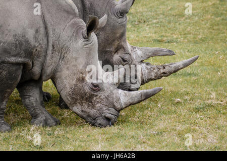 Deux tête de rhinocéros Banque D'Images