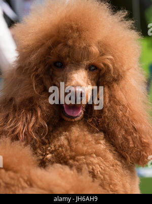 Portrait de caniche standard rouge Banque D'Images