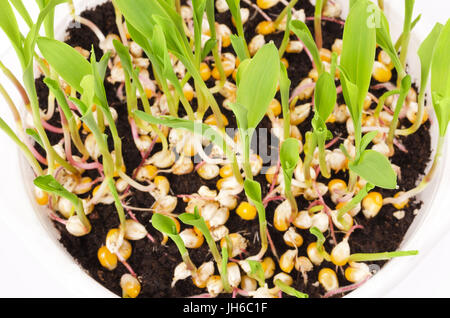Les jeunes plantes de maïs soufflé dans le bac en plastique blanc à partir de ci-dessus. Les semis issus de graines dans le terreau. Les pousses et les feuilles de maïs. Banque D'Images