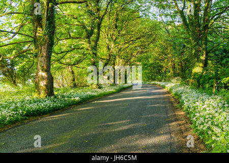 L'ail sauvage couvrant les banques sur le côté d'une petite route en Amérique du Dorset près de la petite ville de Minterne Magna, England, UK Banque D'Images