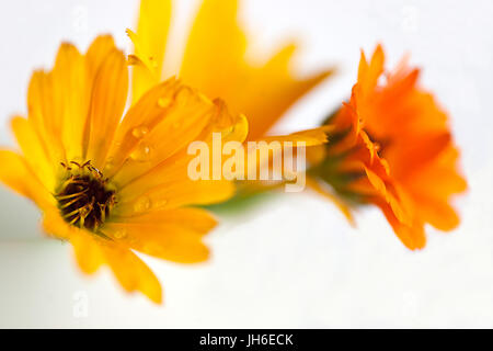 Une étude de proximité lumineux Marigold Nova Banque D'Images