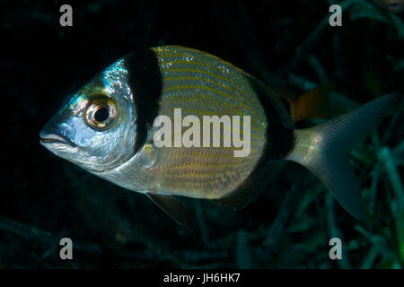 Portrait sous-marin d'une rame de mer commune à deux bandes (Diplodus vulgaris) dans le Parc naturel de ses Salines (Formentera, mer Méditerranée, Espagne) Banque D'Images