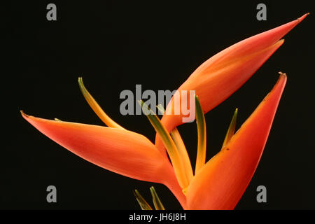 Heliconia Opale de Feu Banque D'Images