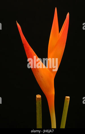 Heliconia Opale rouge Banque D'Images