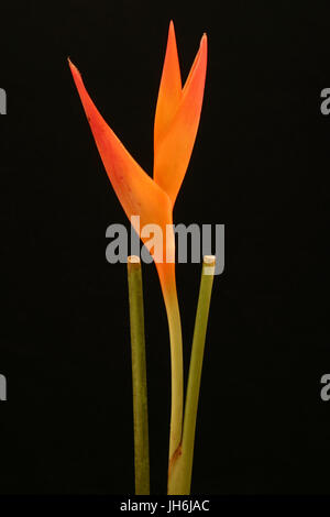 Heliconia Opale rouge Banque D'Images