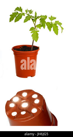 Un "Devinez ce qu'il est' image de la face inférieure d'un pot de fleurs avec une explication photo du pot de fleurs avec un jeune plant de tomate Banque D'Images