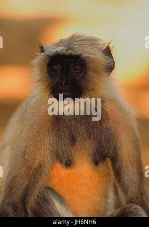 Gray Langur Hanuman ou Singe, (Simia animaux singe), Rajasthan, Inde Banque D'Images