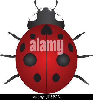 Neuf rouge Coccinelle maculée isolé sur fond blanc Illustration Couleur Illustration de Vecteur