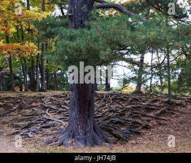 Grand arbre à feuilles persistantes avec des complexes qui les racines au-dessus du sol Banque D'Images