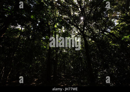 Le soleil brille à travers la cime des arbres dans une jungle sombre avec des immenses arbres. Banque D'Images