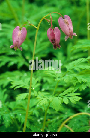 Bleeding Heart, Birch Bay State Park, Washington Banque D'Images