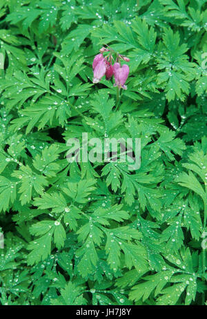 Bleeding Heart, Birch Bay State Park, Washington Banque D'Images