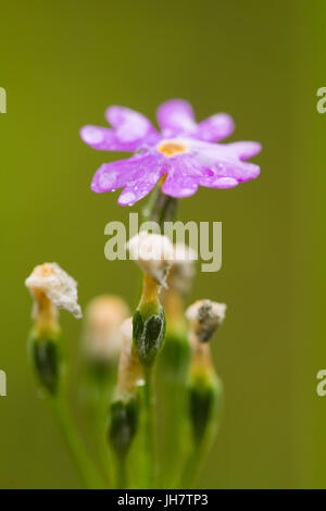 Belle rose primevère laurentienne fleur sur un fond naturel en forêt après la pluie. Profondeur de champ libre macro photo. Banque D'Images