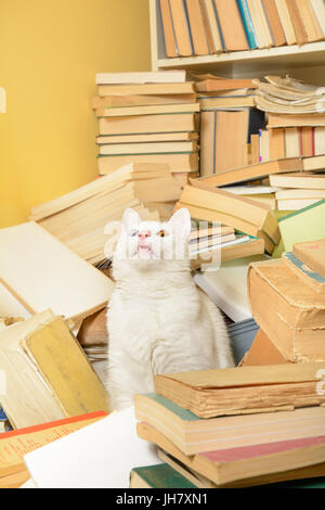 Chat blanc avec heterochromia iridum assis parmi une pile de livres, à la recherche, et cutely montrant ses dents. Focus sélectif. Banque D'Images