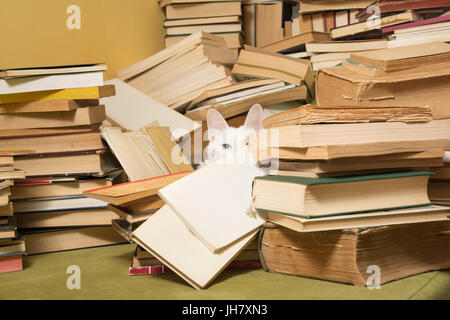 Chat blanc parmi une pile de livres, d'oeil. Chat a une différence dans la couleur des yeux. Focus sélectif. Banque D'Images