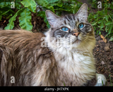 Ragdoll Seal Tabby (Lynx) Cat Outdoor Portrait. Banque D'Images