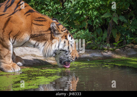 Tiger à Woburn Safari Park Banque D'Images