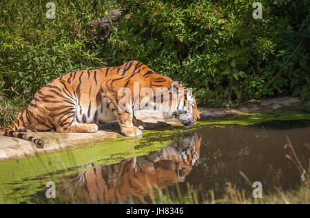 Tiger à Woburn Safari Park Banque D'Images