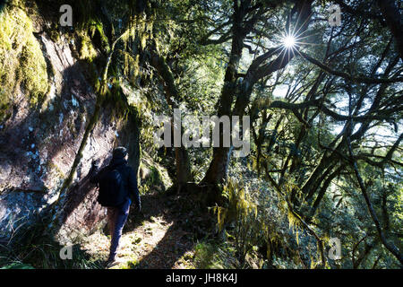 Un randonneur watches le soleil éclatant à travers une forêt suspendue sur un matin froid dans les montagnes. Banque D'Images