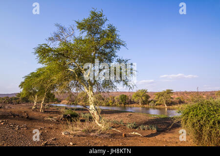 Fever tree dans Kruger National Park, Afrique du Sud ; Espèce Vachelilia xanthophloea Banque D'Images