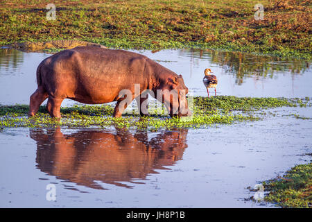 Hippopotames dans le parc national Kruger, Afrique du Sud ; espèce de la famille des Hippopotamidae Hippopotamus amphibius Banque D'Images
