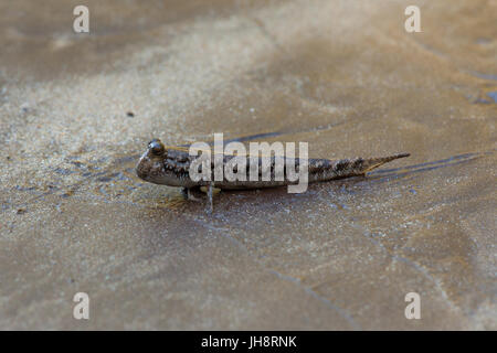 Skipper boue poisson sur la plage de sable Banque D'Images