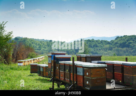 Ruches Langstroth monté sur un seul essieu remorque utilitaire. Jeu de ruches sur le fer. Les forêts de montagne dans l'arrière-plan légèrement flou. Banque D'Images