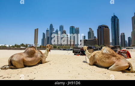 Dubai UAE Chameaux regarder vers l'horizon de la ville de la plage de Jumeirah Banque D'Images