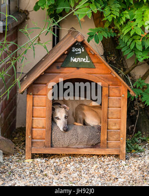Chien en chenil en bois Banque D'Images