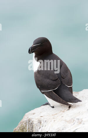 Petit pingouin (Alca torda) adulte, debout sur le roc de la falaise côtière, Great Saltee, Saltee Island, Irlande. Banque D'Images