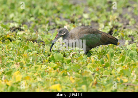 (Bostrychia hagedash Ibis hagedash) qui se nourrissent de plantes de l'eau, le Parc National du Serengeti, Tanzanie. Banque D'Images