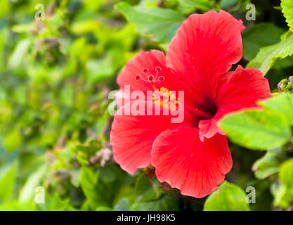 Fleur d'hibiscus rouge avec des feuilles aux beaux jours Banque D'Images