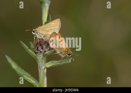 5-spot l'accouplement des papillons Burnet Banque D'Images