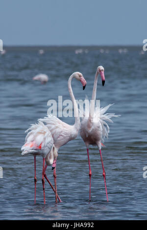 Trois flamants roses debout dans la mer, Walvis Bay, en Namibie Banque D'Images