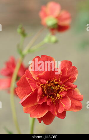 Geum 'Mrs Bradshaw J' en pleine floraison dans une frontière dans un jardin anglais en mai Banque D'Images