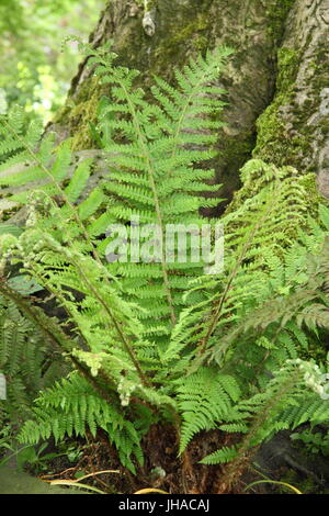 Dryopteris 'Walluchana' fern poussant la zone de bois clair d'un jardin anglais, Angleterre, Royaume-Uni Banque D'Images